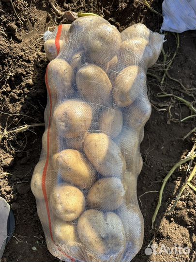 Картофель оптом цена договорная