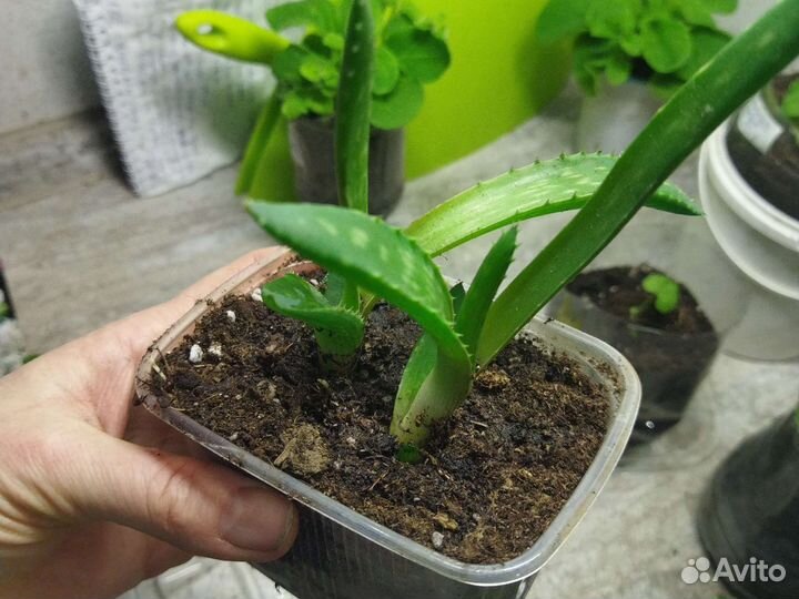 Алоэ вера лечебный цветок жирнолистный