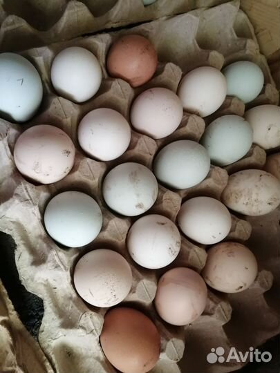Яйца на инкубацию