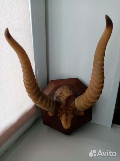 Вешалка настенная