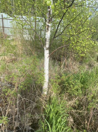 Участок 11 сот. (СНТ, ДНП)