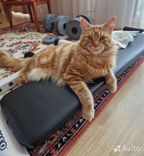 Кот Мейн-кун 2.5 года