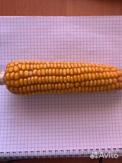 Продам кукурузу