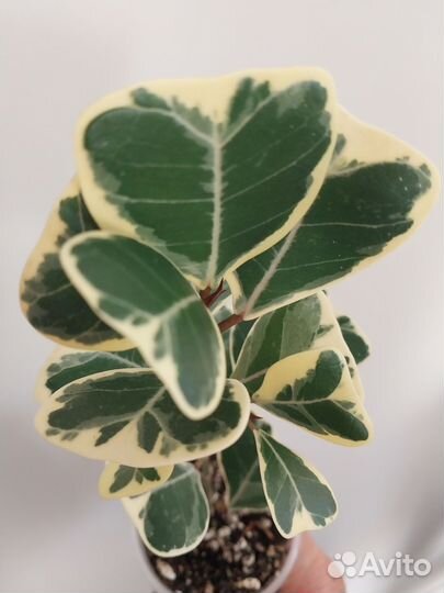 Фикусы триангулярис, пикси и т. д