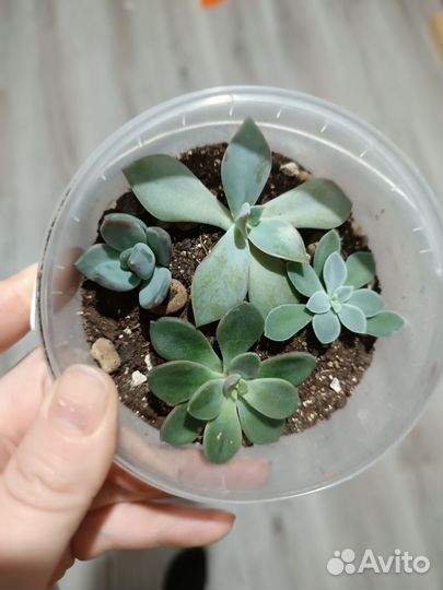 Суккуленты