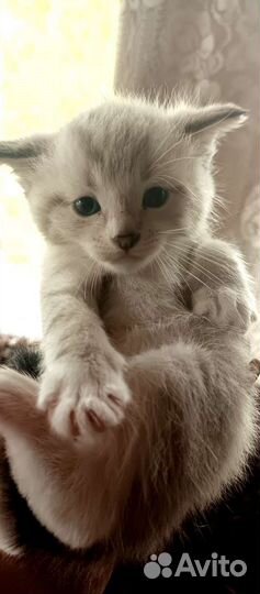 Вислоухие котята