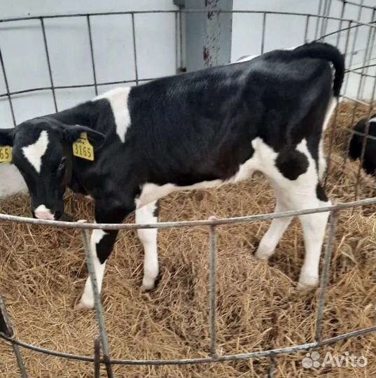 Телята бычки