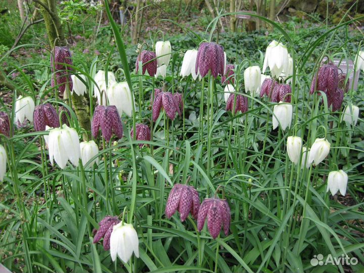 Луковичные растения