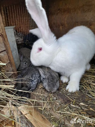 Кролики фландр и ризен и французский баран