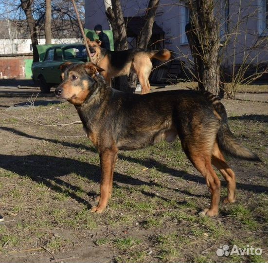 Отдам молодого кобелька средего ростика. Кастрат