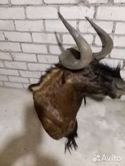 Трофеи охотничьи:Африка,европа.Рога оленей,косули