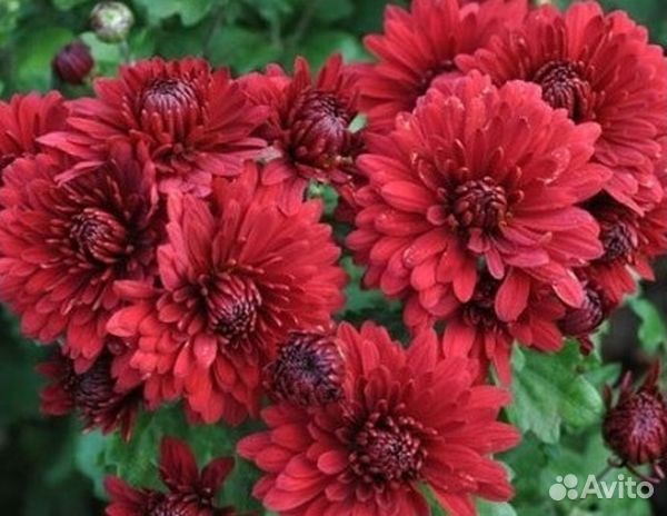 Хризантема липстик