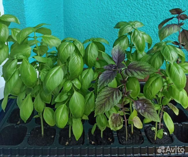 Рассада базилик зелёный и фиолетовый