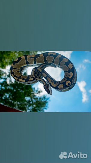 Змеи для фотосессии
