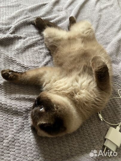 Кошки в добрые руки