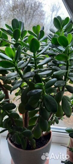 Лес из крассул