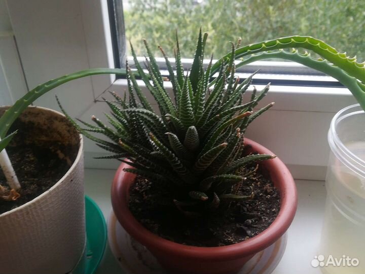 Алое-столетник, лечебное, хавортия красивая