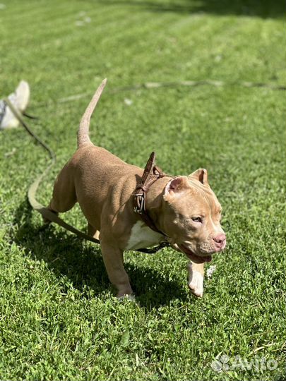 Американские Булли Красота