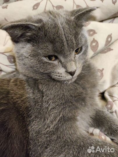 Кошечки в добрые руки