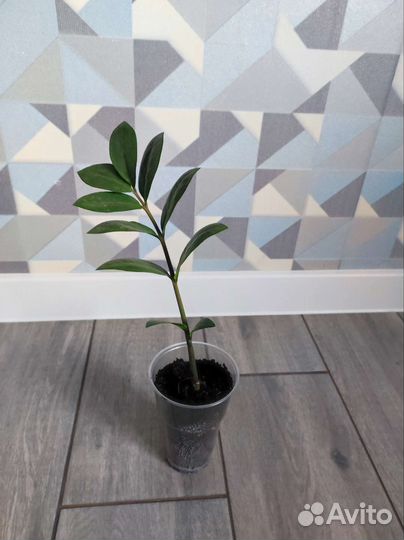 Замиокулькас