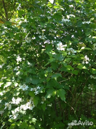 Калина и рябинник рябинолистный, роза.ежемалина