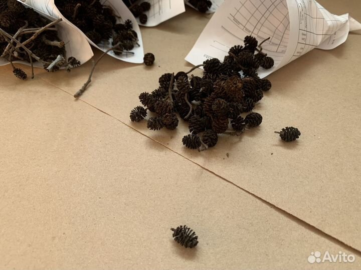 Ольховые шишки Маленькие шишечки ольхи