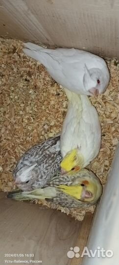 Попугай корелла