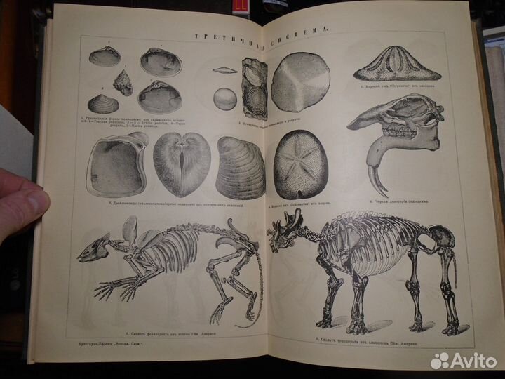 Словарь Брокгауз Ефрон 66 Томбигби Трульский 1901