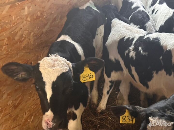 Бычки мясного направление