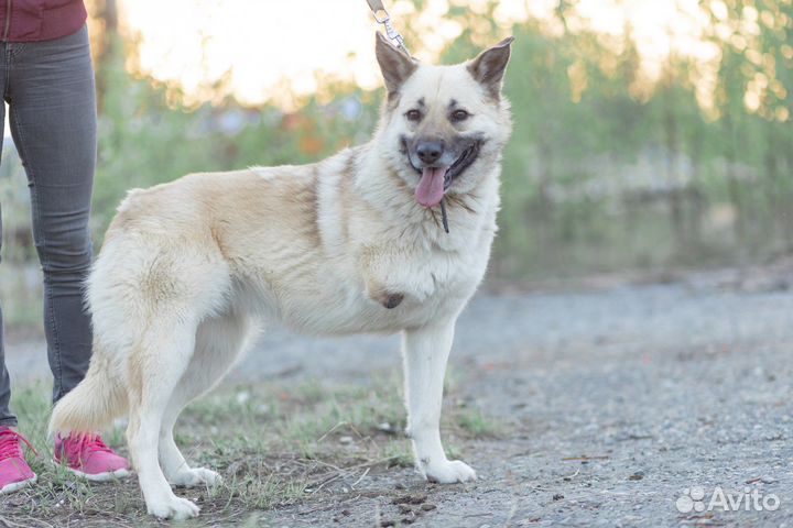 Собака в добрые руки