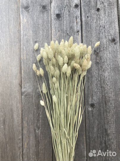 Вейник, фалярис