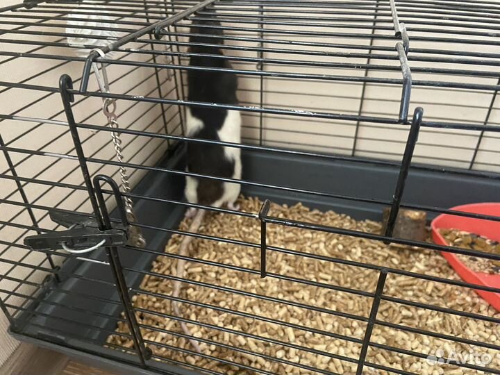 Крысы с клетками в добрые руки