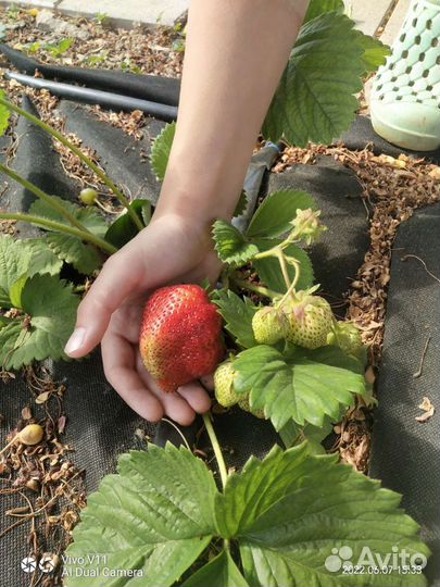 Клубника чамора Туруси, джоли, азия
