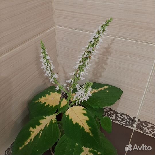 Шикарные колеусы