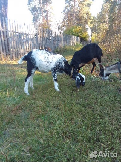 Нубийские козы и козел