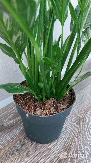 Спатифиллум даймонд