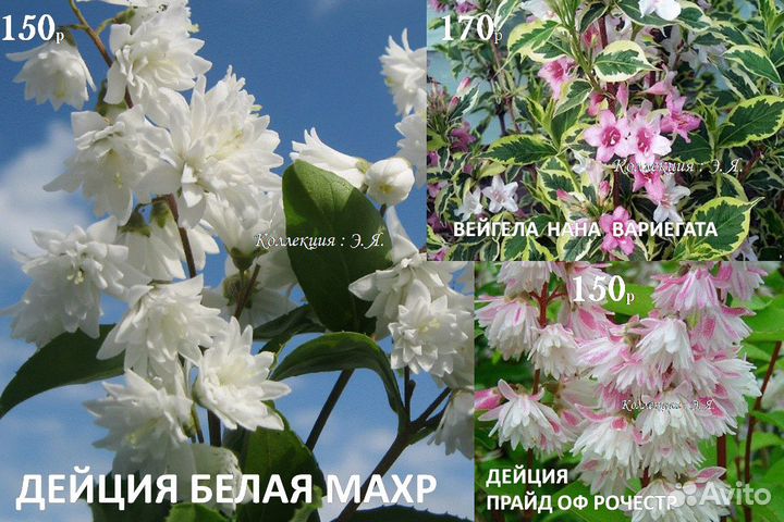 Виноград,Жимолость, Кустарники. Доставка Почтой