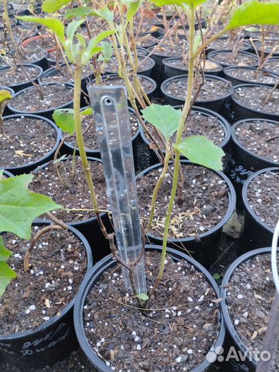 Гортензия дуболистная