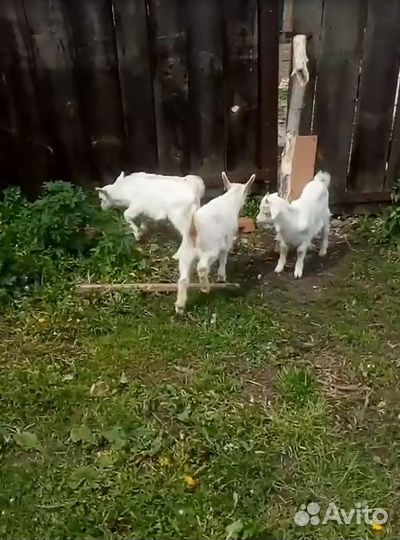 Продаются козлята