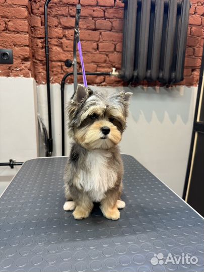 Груминг стрижка собак / кошек