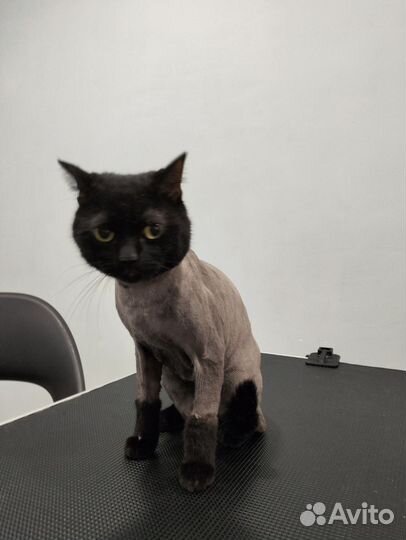 Груминг собак и кошек