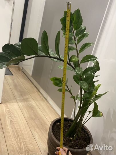 Замиокулькас