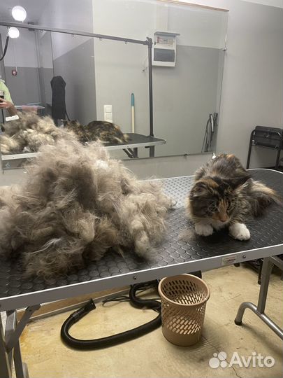 Груминг животных