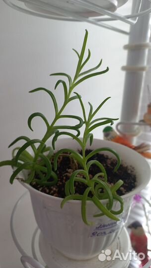 Продам цветы комнатные в отличном состоянии