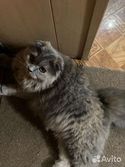 Шотландский кот.Вязка