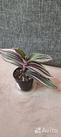 Традесканция pink furry