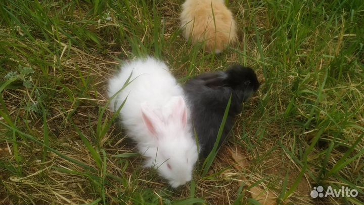 Пуховые ангорские кролики