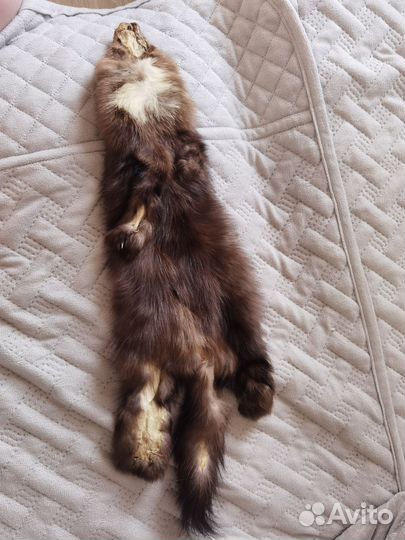 Шкурка соболя