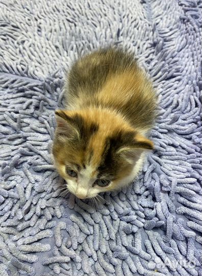 Сибирская кошка