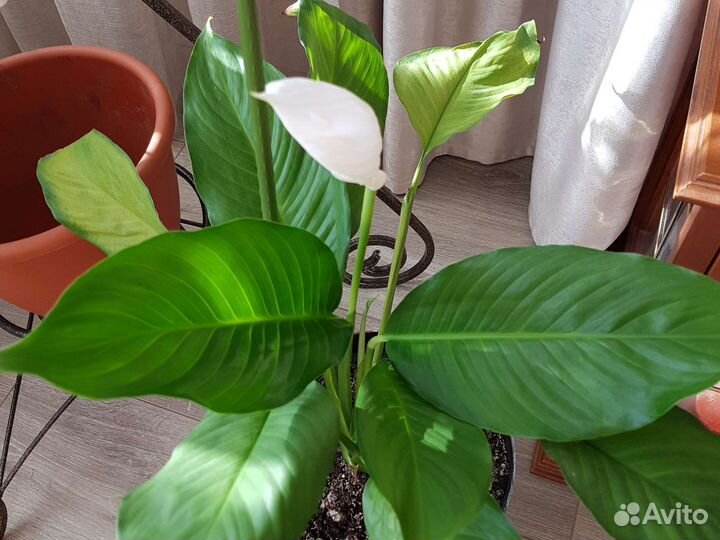 Отростки спатифиллума